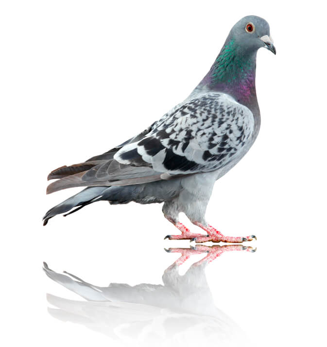Pigeon isolated on white with reflection